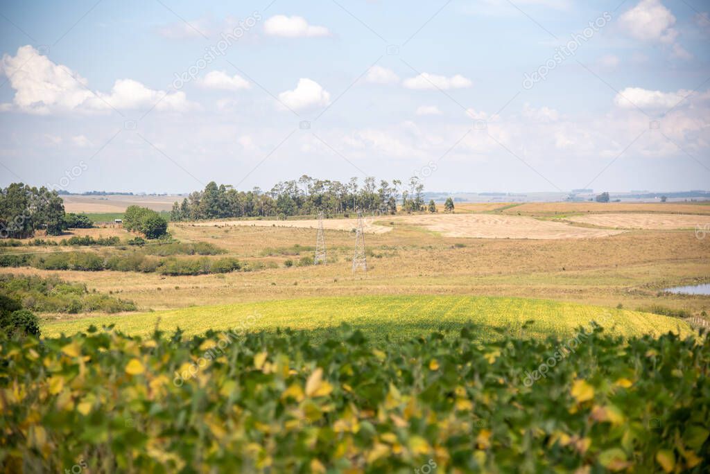 Rural landscape. Soy plants (Glycine max) in the foreground. Pampa biome region in southern Brazil. Agriculture fields. eco tourism.