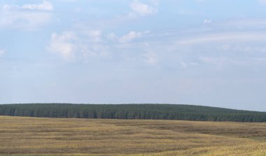 Soya üretimi ürünleri. Hasat öncesi soya fasulyesi çiftliği. Tarım ve emtialar. Üretimi ihraç. Dünya için yiyecek. Kırsal alan ve çiftlik arazisi. ufuk ve mavi gökyüzü.