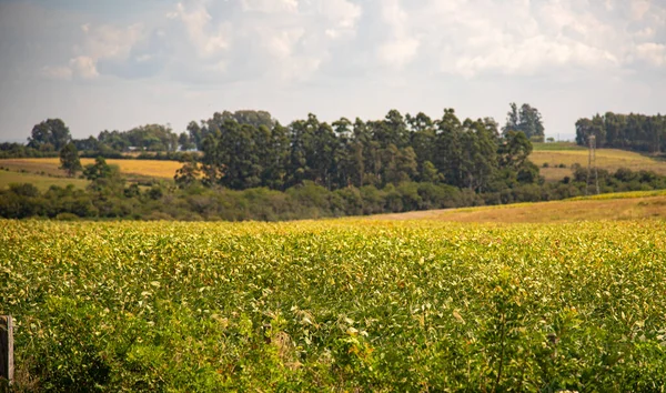 농작물을 플랜테이션 세계를 농장의 풍경입니다 지평선 과푸른 — 스톡 사진