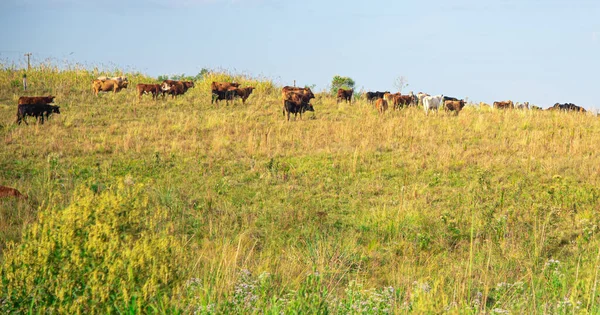 Herd Cattle Oxen Cows Walking Feeding Agricultural Production Farm Pasture — Stock Photo, Image