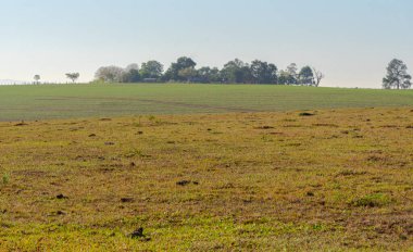 Pampa biyolojisinin peyzajları. Pampalar, Güney Amerika 'nın güneyinde Brezilya, Uruguay ve Arjantin arasında yer alan tarlalarla kaplı doğal ve pastoral bir ovalar bölgesidir..