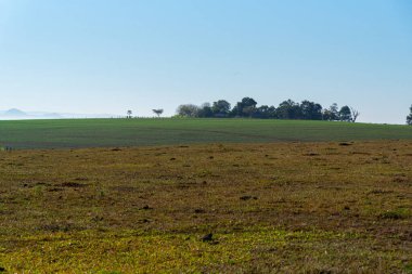 Pampa biyolojisinin peyzajları. Pampalar, Güney Amerika 'nın güneyinde Brezilya, Uruguay ve Arjantin arasında yer alan tarlalarla kaplı doğal ve pastoral bir ovalar bölgesidir..