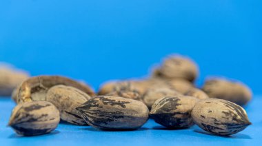 Ceviz fıstığı meyvesi. Drupa (tek tohumlu etli meyve), fındıktan oluşur. Hayalar düz bir yüzeye saçılmış. Mutfak lezzeti..