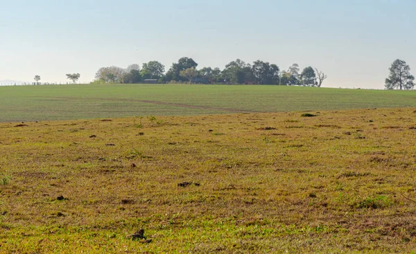 Landskap Pampbiomen Pampas Naturlig Och Betesmark Med Slätter Som Täcks — Stockfoto