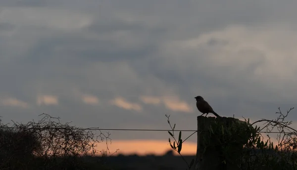 大西洋の森に生息する鳥 午後遅くとは対照的に鳥のシルエット ブラジルの動物や植物 鳥の観察所 夕暮れ時の田園風景 一日の終わりの色と色合い — ストック写真