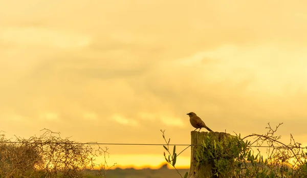 Bird Native Atlantic Forest Bird Silhouette Contrast Late Afternoon Brazilian — Stock Photo, Image