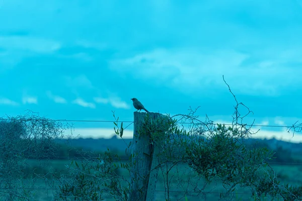 Bird Native Atlantic Forest Bird Silhouette Contrast Late Afternoon Brazilian — Stock Photo, Image