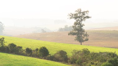 Rio Grande do Sul eyaletinin Pampas bölgesindeki tarlalar. Güney Brezilya. Pampa biyolojisi. Şafakta sisli kırsal alan. Kırsal alan ve tarımsal sömürü. Çayırlık alanlar.