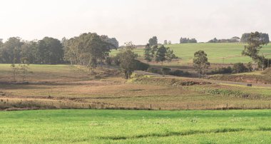 Rio Grande do Sul eyaletinin Pampas bölgesindeki tarlalar. Güney Brezilya. Pampa biyolojisi. Şafakta sisli kırsal alan. Kırsal alan ve tarımsal sömürü. Çayırlık alanlar.