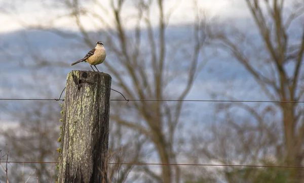 Mimus Saturninus Faune Biome Pampa Brésil Aube Campagne Paysage Rural — Photo