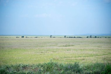 Pirinç ekiyorum. Çiftlik alanı. Mavi ve sonsuz ufukta. Tarım. Brezilya 'da tahıl üretimi.
