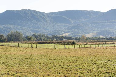 Brezilya 'daki çiftlik hayvanları tarlaları. Brezilya dünyadaki en büyük sığır sürülerinden birine sahiptir. Anonne otu. Geniş üretim alanında yetiştirilen sığırlar için otlak.