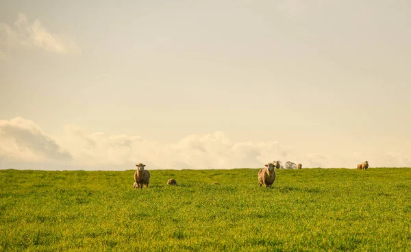 Bárány Legelőn Terület Kiterjedt Juhtenyésztés Brazíliában Gyapjútermelő Gazdaság Ryegrass Mező — Stock Fotó