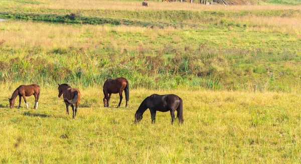 Rural farm. Creole horses. Farm and work animals. Equine training center. Horse production field in southern Brazil.