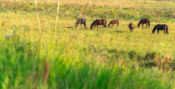 Fazenda Rural Cavalos Crioulos Animais Quinta Trabalho Centro Treino Equídeos — Fotografia de Stock