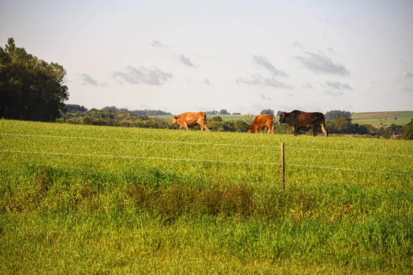 Animales Granja Una Granja Ganado Brasil Zona Producción Creación Rodeada —  Fotos de Stock