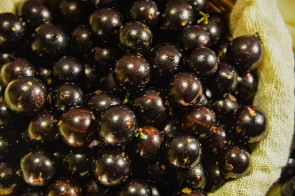 Jabuticaba is Brazilian fruit native to the Atlantic Forest. It has few calories and carbohydrates and is rich in nutrients like vitamin C, E, magnesium, phosphorus and zinc. Jaboticabas in selective focus.