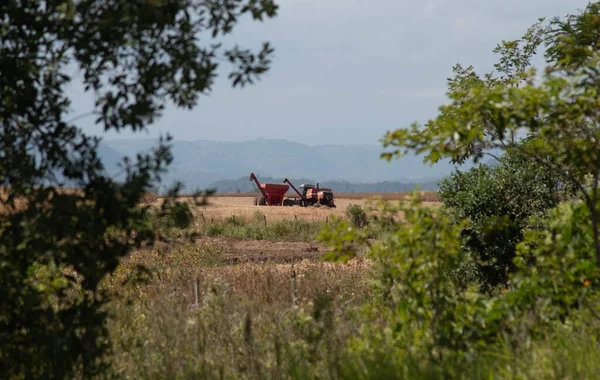 Harvesting soy. Agricultural production farm areas. Rural landscape. Grain production for export. Commodities...