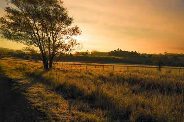 Kış şafağı buz oluşumuyla. Kırsal ve kırsal alan. Brezilya 'nın Rio Grande do Sul eyaletinde Pampa biyoloji bölgesi ve kampanya. Çiftlik alanı. Kırsal.