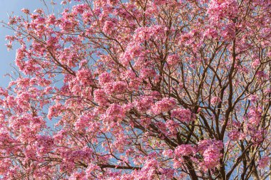 Haziran şenlikleri için yiyecek. Haziran şenliklerinin tipik mutfağı Haziran 'da gerçekleşen So Joo, Santo Antnio ve So Pedro' ya hürmet şenlikleri için yapılan yemeklerden oluşur.
