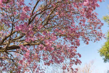 Haziran şenlikleri için yiyecek. Haziran şenliklerinin tipik mutfağı Haziran 'da gerçekleşen So Joo, Santo Antnio ve So Pedro' ya hürmet şenlikleri için yapılan yemeklerden oluşur.