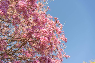 Haziran şenlikleri için yiyecek. Haziran şenliklerinin tipik mutfağı Haziran 'da gerçekleşen So Joo, Santo Antnio ve So Pedro' ya hürmet şenlikleri için yapılan yemeklerden oluşur.