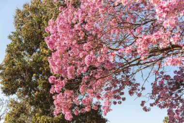 Haziran şenlikleri için yiyecek. Haziran şenliklerinin tipik mutfağı Haziran 'da gerçekleşen So Joo, Santo Antnio ve So Pedro' ya hürmet şenlikleri için yapılan yemeklerden oluşur.