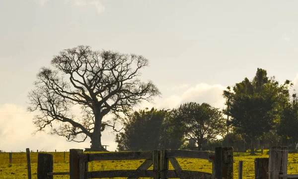 Paisagem Rural Dos Campos Gerais Bioma Pampas Campos Sulinos Também — Fotografia de Stock