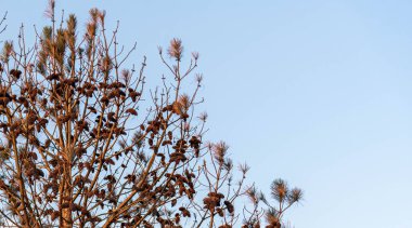 Kuru Amerikan çam ağacı. Pinus elliottii, çamgiller (Felidae) familyasından bir çam türü. Kanada ve ABD 'de bir dağılım alanına sahip olan çam türü grubunun bir parçasıdır..