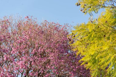 Brezilya pembe ipe çiçekli ağaç (Handroanthus heptaphyllus)