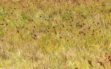 Brezilya 'daki otlak alanı. Sığır yetiştirme alanı. Yabani otlar. Kırsal alan.