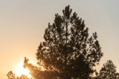 Pinus Elliottii silueti. Gün batımı. Güney Amerika 'da öğleden sonra. Kırsal alan. Huzur ve sükunet hissi. Meditasyon. Dua zamanı geldi. Doğanın Fenomenası.