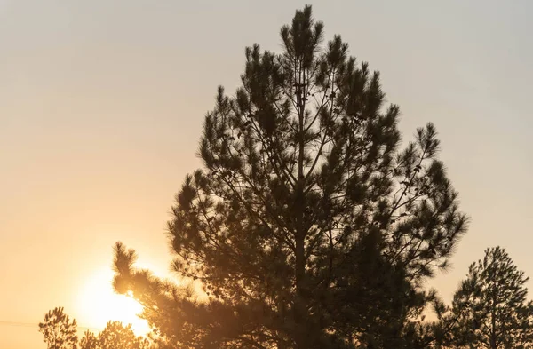 Pinus Elliottii Siluett Solnedgång Sen Eftermiddag Sydamerika Landsbygd Känsla Lugn — Stockfoto