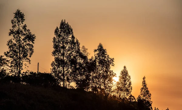 Silhuett Eukalyptusträd Solnedgång Sen Eftermiddag Sydamerika Landsbygd Känsla Lugn Och — Stockfoto