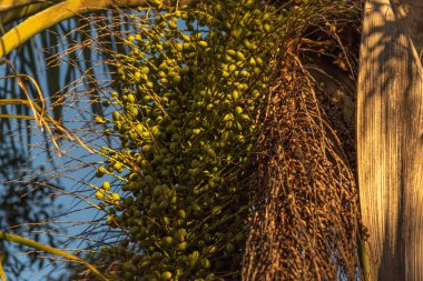 Jeriv palmiyesi ve meyveler (Syagrus Romanzoffiana). Brezilya Atlantik Ormanı 'nın doğal palmiyesi. Palmae ailesinin bitkisi. Sarı, oval meyve. Hindistan cevizi ağacı