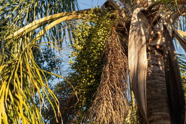 Jeriv palmiyesi ve meyveler (Syagrus Romanzoffiana). Brezilya Atlantik Ormanı 'nın doğal palmiyesi. Palmae ailesinin bitkisi. Sarı, oval meyve. Hindistan cevizi ağacı