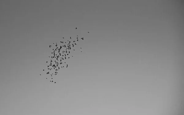Vogelschwarm Silhouette Späten Nachmittag Dämmerung Landwirtschaftlichen Gebieten Pampa Biom Süden — Stockfoto