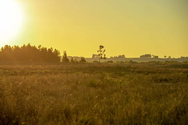 Landsbygd Jordbruksområden Södra Brasilien Fält Pampbiomen Jordbruksexploateringsregion Utanför Tätorter Djuruppfödningsfält — Stockfoto