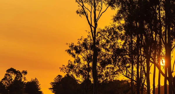 Ηλιόλουστη Σιλουέτα Στη Νότια Βραζιλία Αντίθεση Των Χρωμάτων Ηλιοβασιλέματος Συμβαίνει — Φωτογραφία Αρχείου