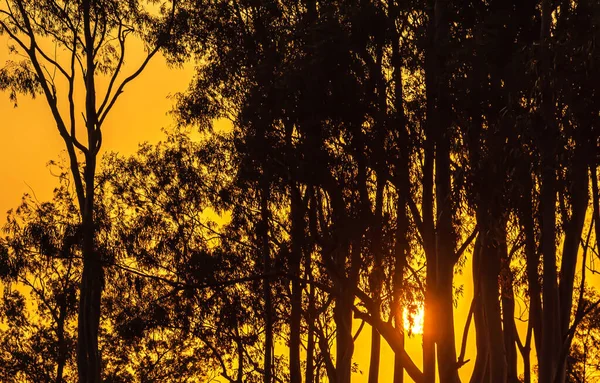 ブラジル南部の日没のシルエット 夕日の色のコントラストは 光線がより広い範囲で大気に到達するときに発生します 波長の長い色は最も反射性が高い — ストック写真