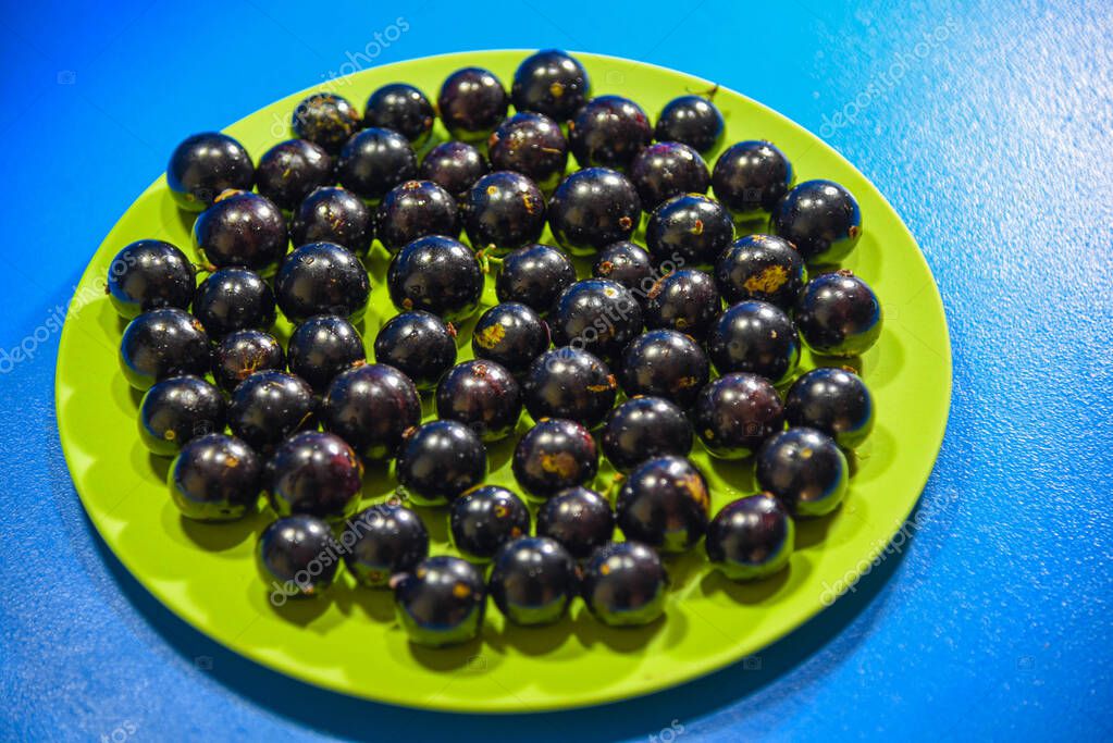 Pianta Da Frutto Esotica Tropicale 'Jabuticaba' Plinia - Foto 10