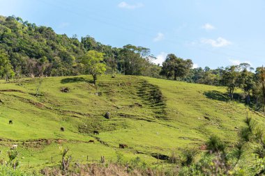 Kırsal alan. Dağ yamacı. Çiftlik hayvanları. Küçük bir kırsal arazi. Brezilya 'daki Esdato do Rio Grande do Sul' da. Geçindirmek için çiftlik hayvanları. Öküzler ve inekler. İç mekan ve doğa.