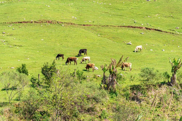 田園風景 山の斜面 農場の動物だ 小さな農村部の財産 ブラジルのエスダト グランデ スルのインテリア 家畜を飼っている 牛と牛だ 室内と自然 — ストック写真