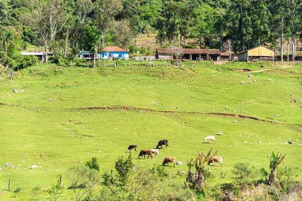 Paisagem Rural Declive Montanha Animais Quinta Pequena Propriedade Rural Interior — Fotografia de Stock