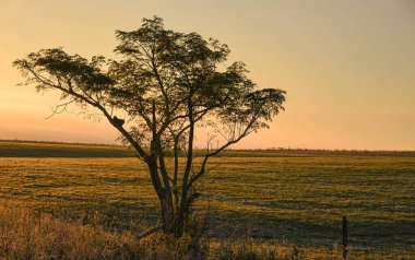 Kırsal alan. Şafak söküyor. Pampa biyoloji alanları. Güney Brezilya. Soğuk ve buz gibi. Sis düzeni. Kış mevsimi.