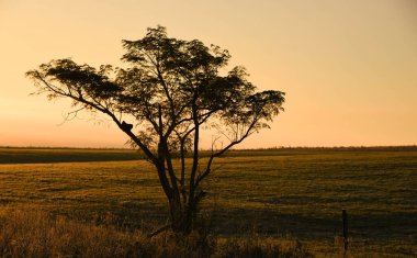 Kırsal alan. Şafak söküyor. Pampa biyoloji alanları. Güney Brezilya. Soğuk ve buz gibi. Sis düzeni. Kış mevsimi.