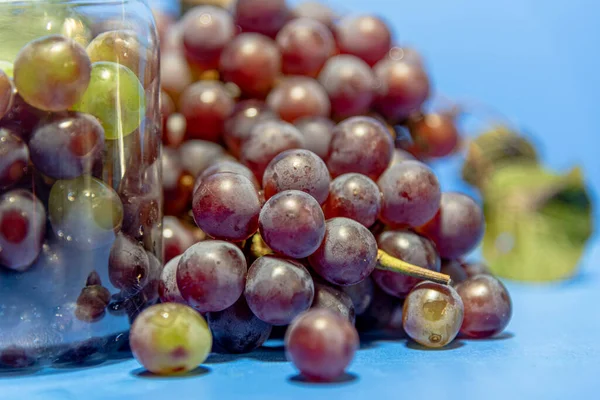 一串串的桌上葡萄 新鲜水果的消费 酿酒用的葡萄 蓝色和焦虑症背景 带有覆盆子和甜香味的大浆果的水果 — 图库照片