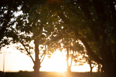 Gün batımı silueti. Akçaağaç Korusu (Platanus x hispanica). Memnun oldum. Barış ve maneviyat. Muzlar Platanus familyasından, Platanaceae ailesinden ağaçlardır..
