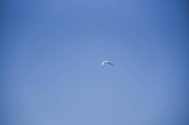 SC 'nin Rio Grande kentindeki dalgakıranların üzerinde uçan martılar