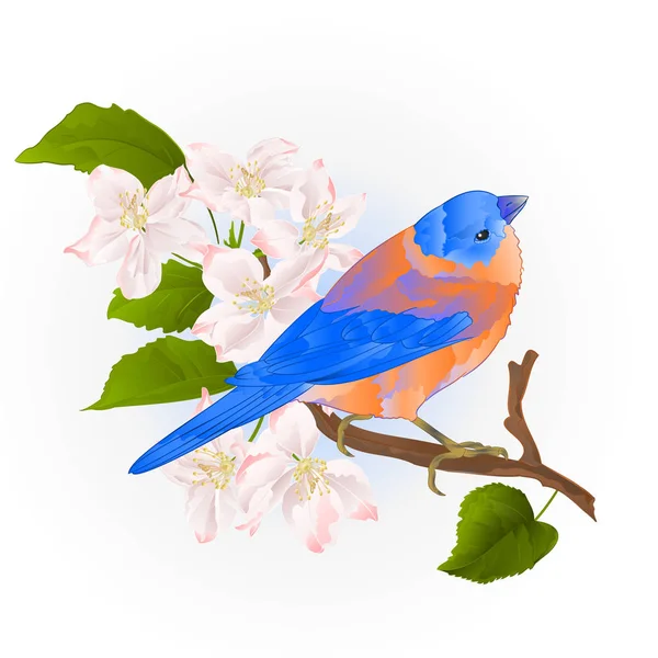 Синяя Птица Маленькая Дрозд Певчая Птица Ветви Яблони Винтажные Векторные — стоковый вектор